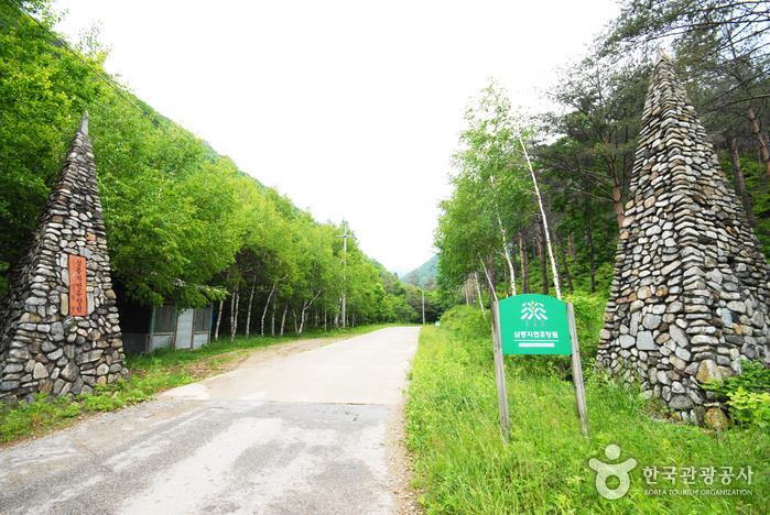 国立三峰自然休养林(국립 삼봉자연휴양림) 国立三峰自然休养林(국립 삼봉자연휴양림)