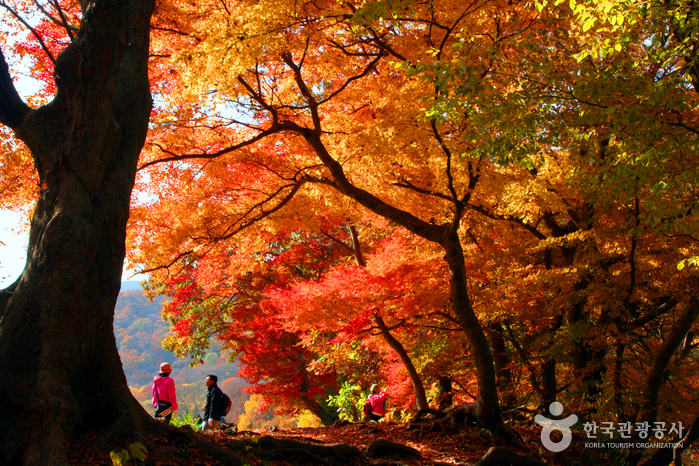 禅云山道立公园(선운산도립공원) 禅云山道立公园(선운산도립공원)