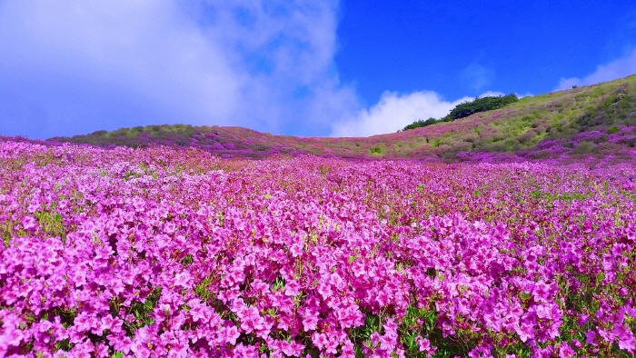 黄梅山郡立公园(황매산군립공원) 黄梅山郡立公园(황매산군립공원)