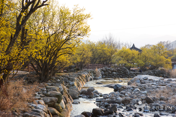 求禮山茱萸村(구례 산수유마을) 求禮山茱萸村(구례 산수유마을)
