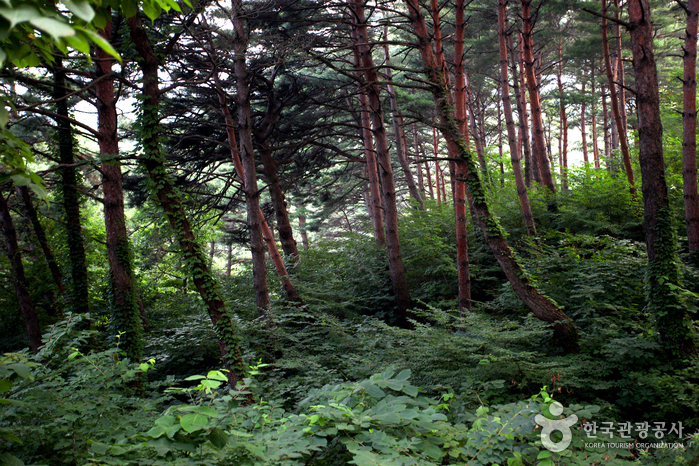 國立七寶山自然休養林(국립 칠보산자연휴양림)