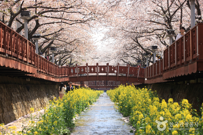 Yeojwacheon Stream (여좌천-벚꽃명소)