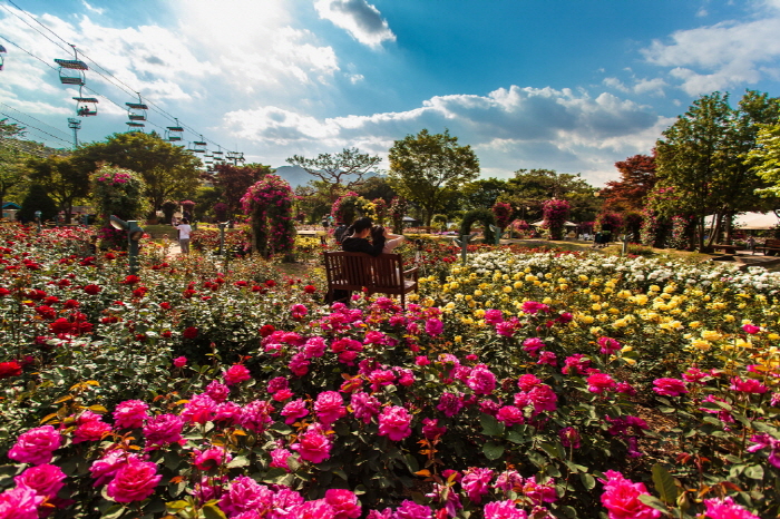 Cancelled: Seoul Grand Park Rose Festival (서울대공원 장미원축제)