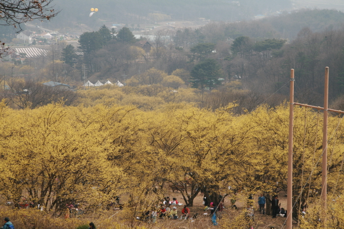 Icheon Sansuyu Village (이천 산수유마을)