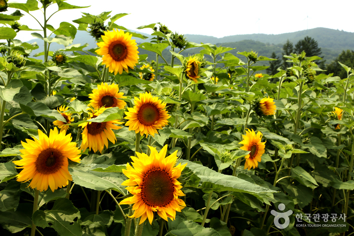 Taebaek Sunflower Festival (태백 해바라기축제)