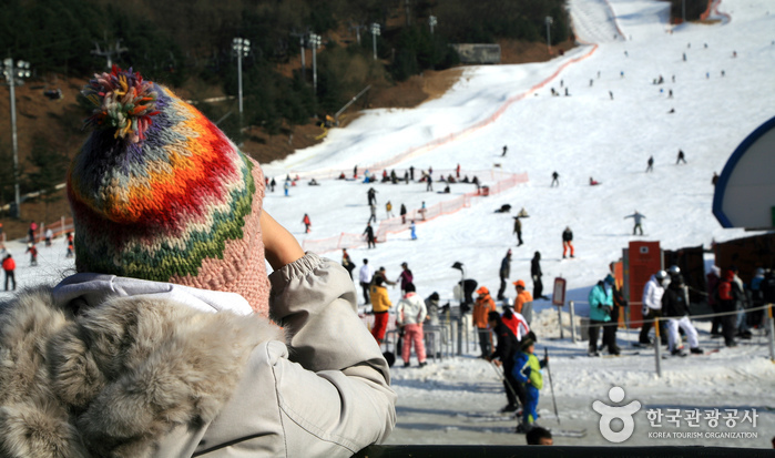 Yangji Pine Resort Ski Valley (양지파인리조트 스키장) Yangji Pine Resort Ski Valley (양지파인리조트 스키장)