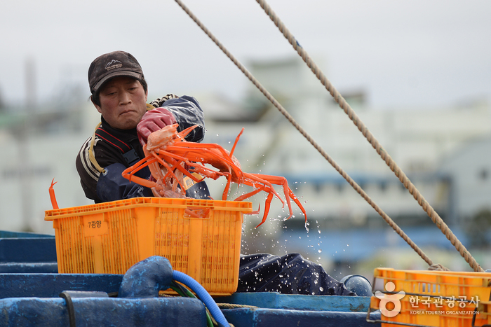 Uljin Snow Crab Festival (울진대게와 붉은대게축제)