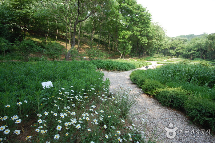 L'Arboretum Gwanak de l'Université National de Séoul (서울대학교 농업생명과학대학 수목원)