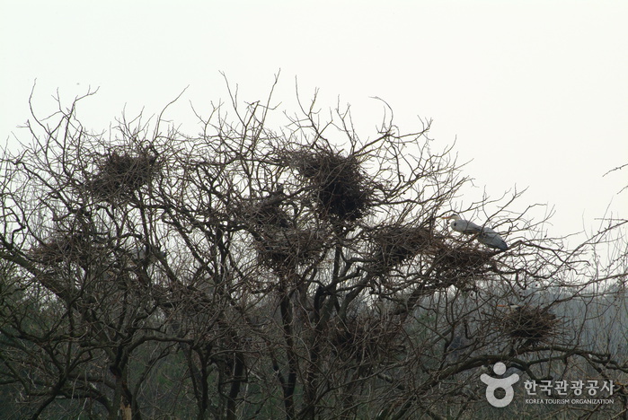 Habitat de héron gris à Jincheon (진천 노원리 왜가리 번식지)