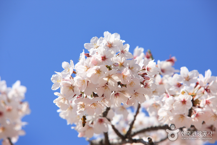 Festival de las Flores de Cerezo de Jeju (제주 왕벚꽃축제)