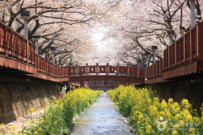 Arroyo Yeojwacheon [Flores de cerezo] (여좌천)