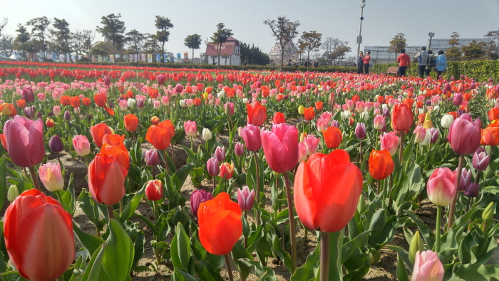 Festival de los Tulipanes de Sinan (신안 튤립축제)