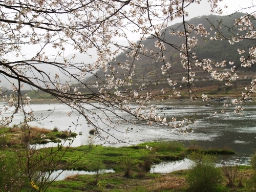 Festival de las Flores de Cerezo del Río Seomjingang (섬진강변 벚꽃축제)