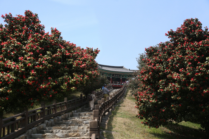 Bosque de Camelias Maryang-ri de Seocheon (서천 마량리 동백나무 숲)
