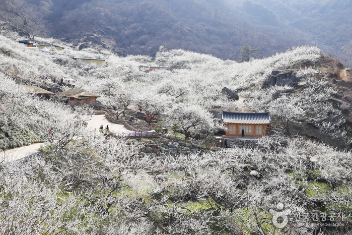 Aldea Maehwa de Gwangyang (광양 매화마을)