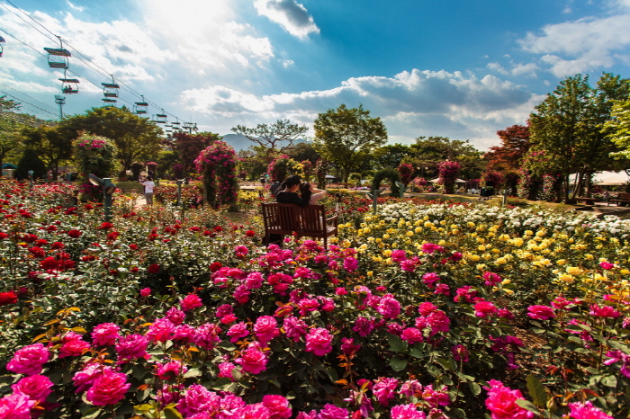 Festival de la Rosa del Gran Parque de Seúl (서울대공원 장미원축제)