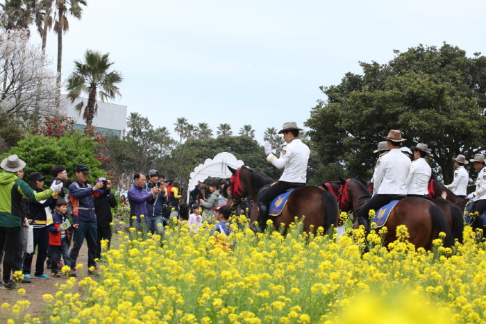 Festival de Senderismo de las Flores de Colza de Seogwipo (서귀포 유채꽃국제걷기대회)