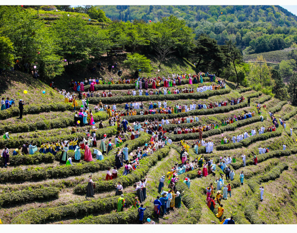 Festival del Té Verde de Boseong (보성다향대축제)