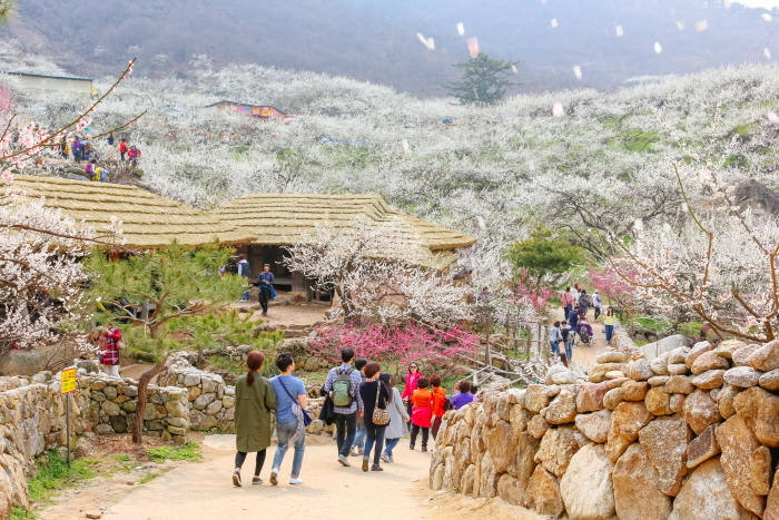 Festival de las Flores de Ciruelo de Gwangyang (광양매화문화축제)